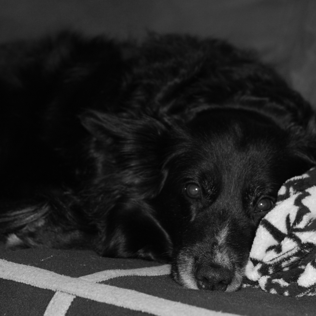 Грустный лохматый черный пес