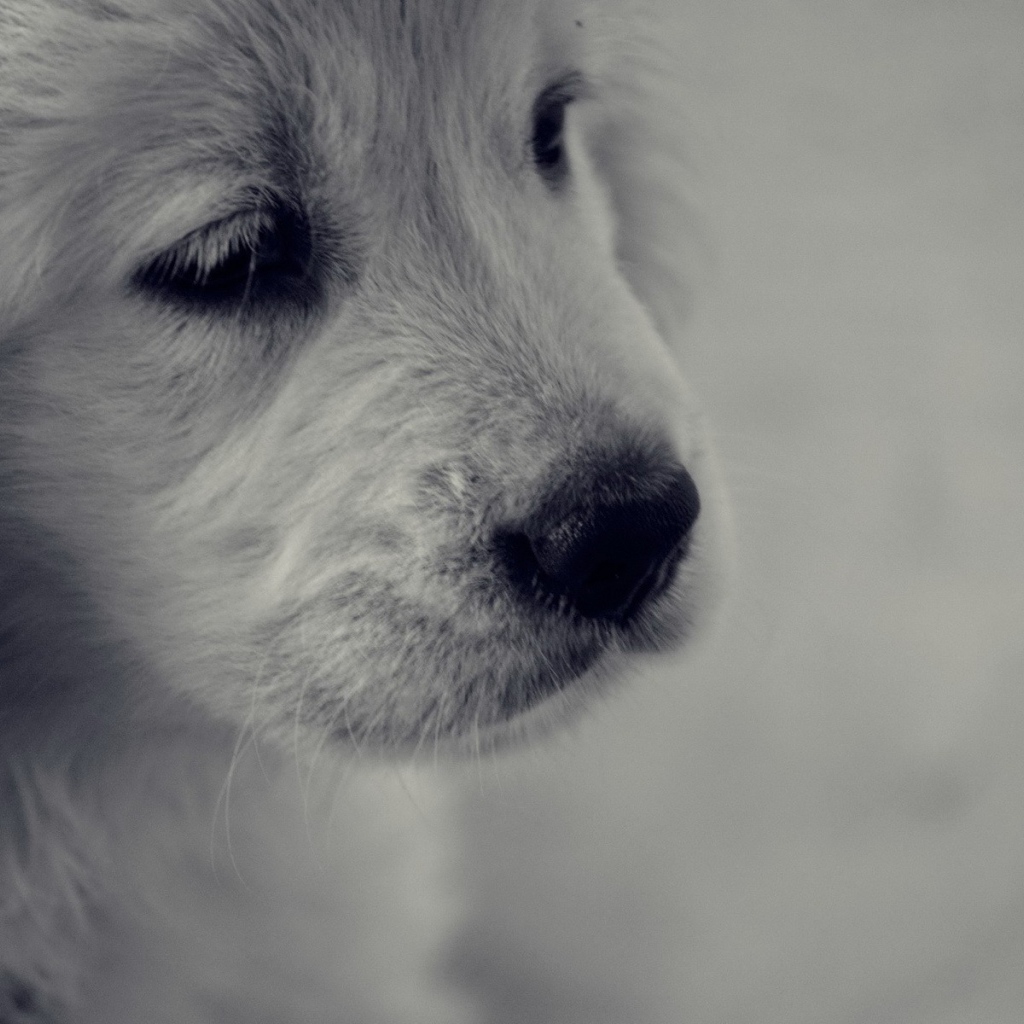 Грустный белый щенок с черным носом