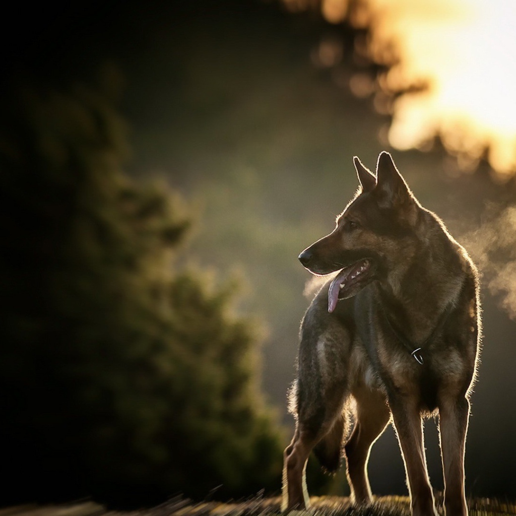 Овчарка на фоне заката