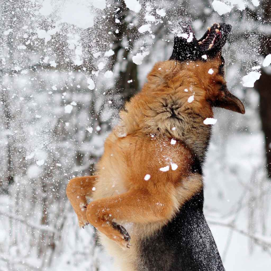 Овчарка ловит снег ртом