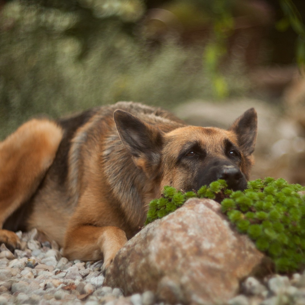 Овчарка прилегла за камнем