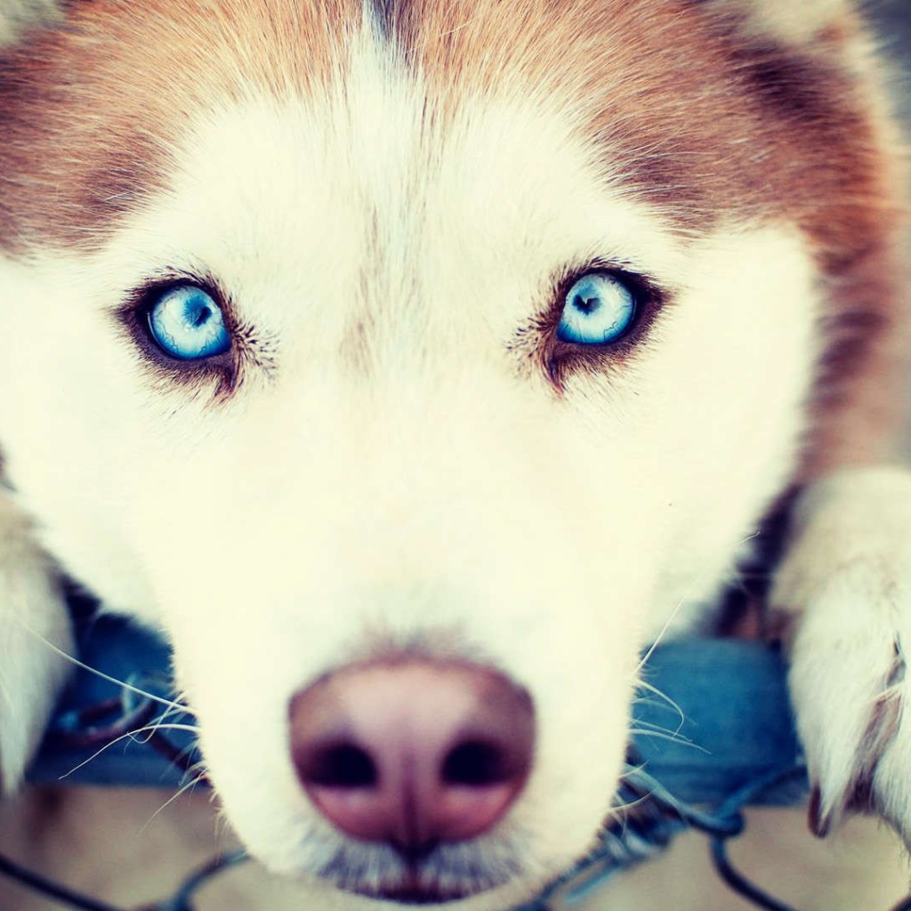 Сибирский хаски с голубыми глазами