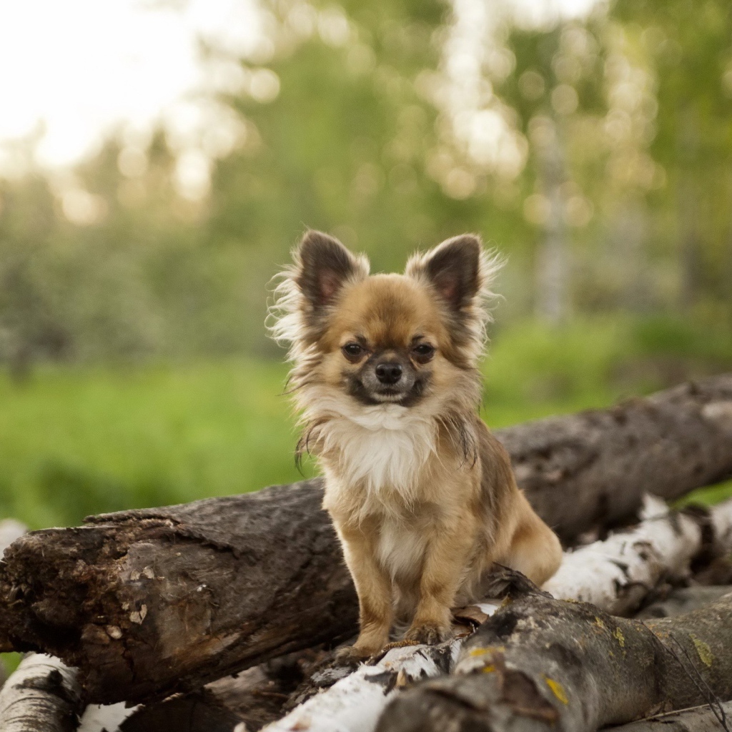 Небольшая собака на куче бревен