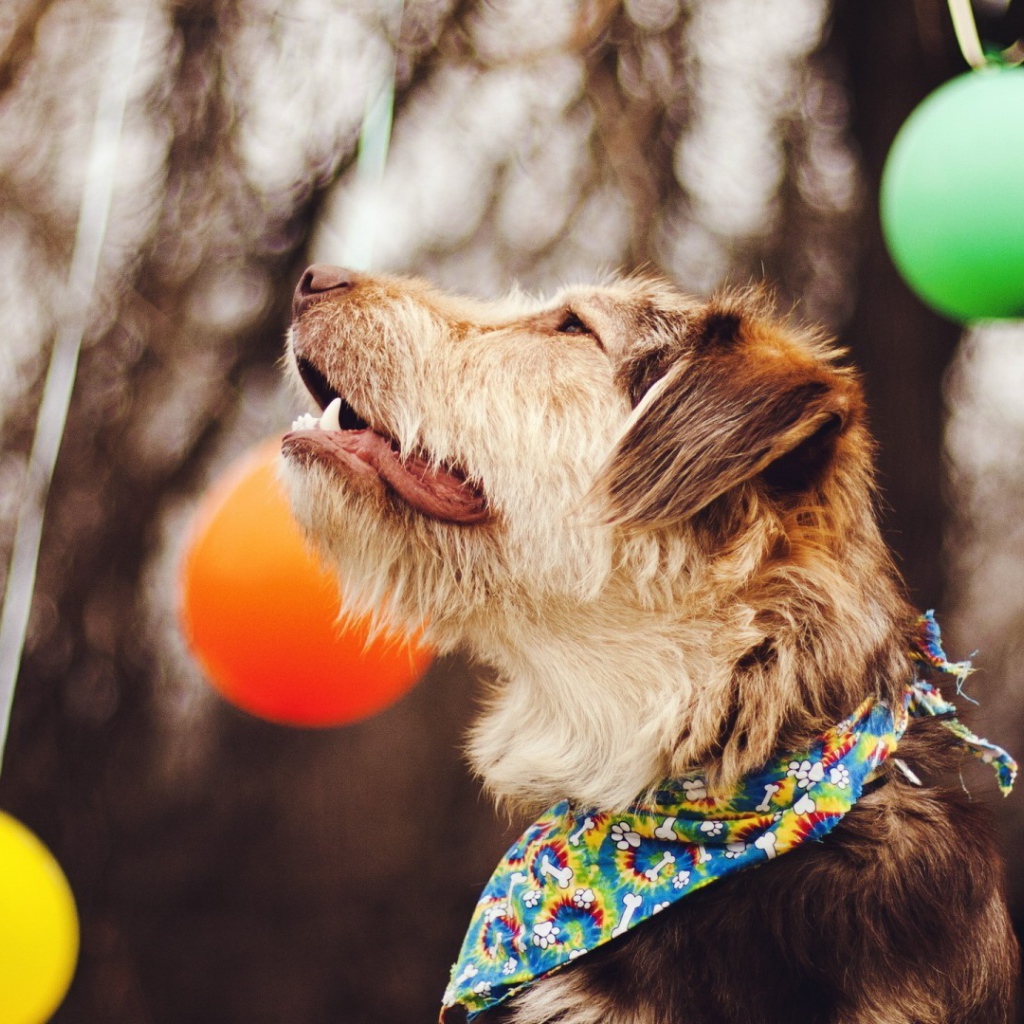 Собака смотрит на шары