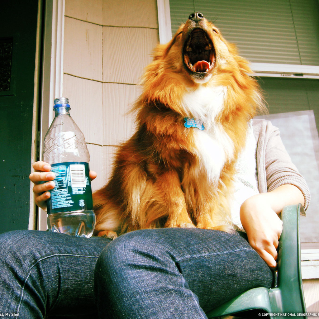 Собака на коленях человека