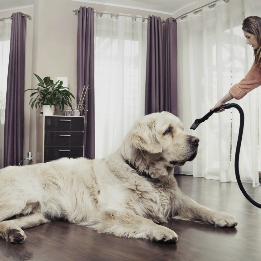 Хозяйка пылесосит собаку
