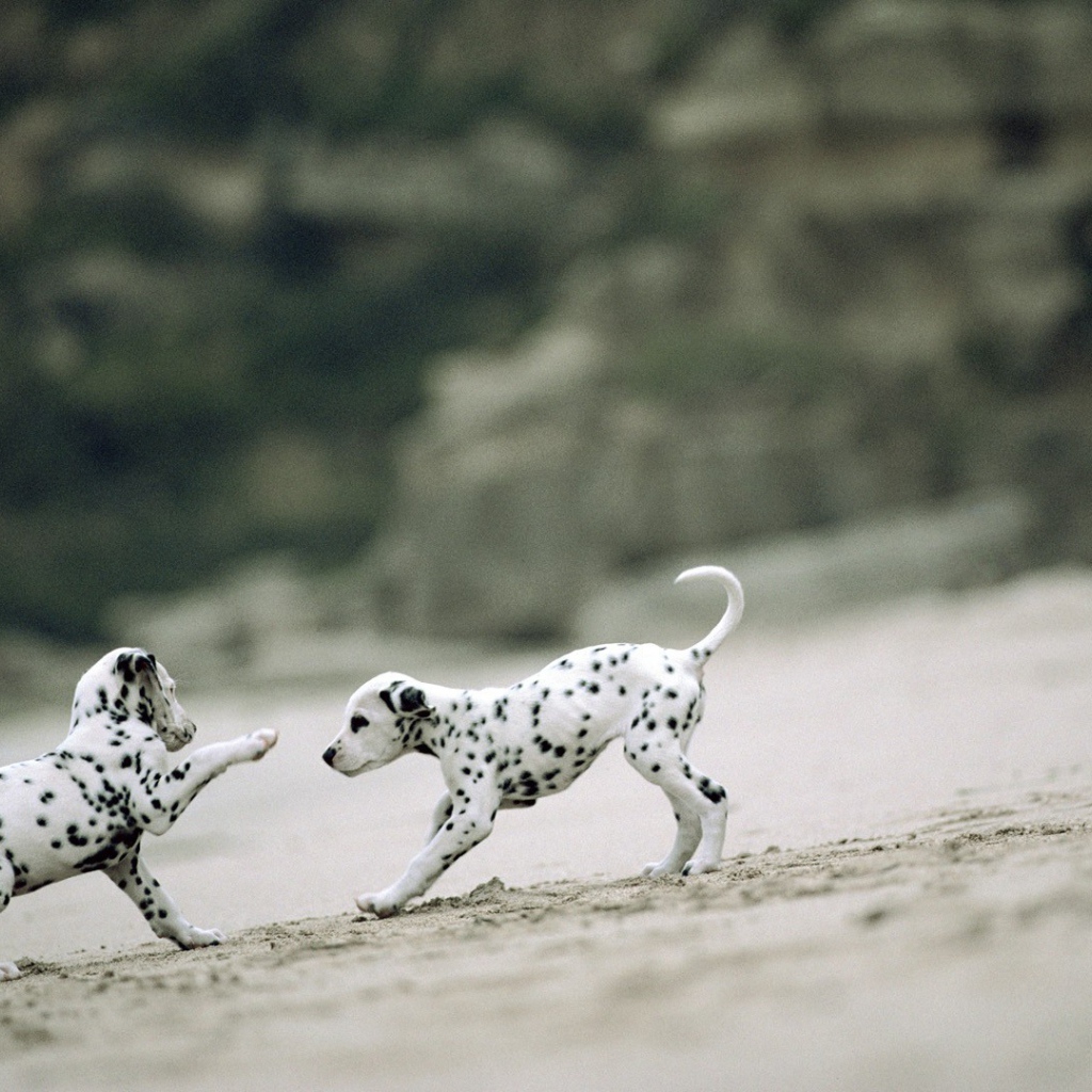 Два игривых щенка далматинца