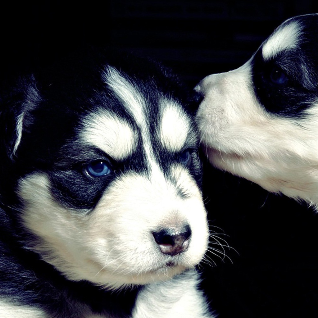 Два серьезных черно-белых щенка хаски