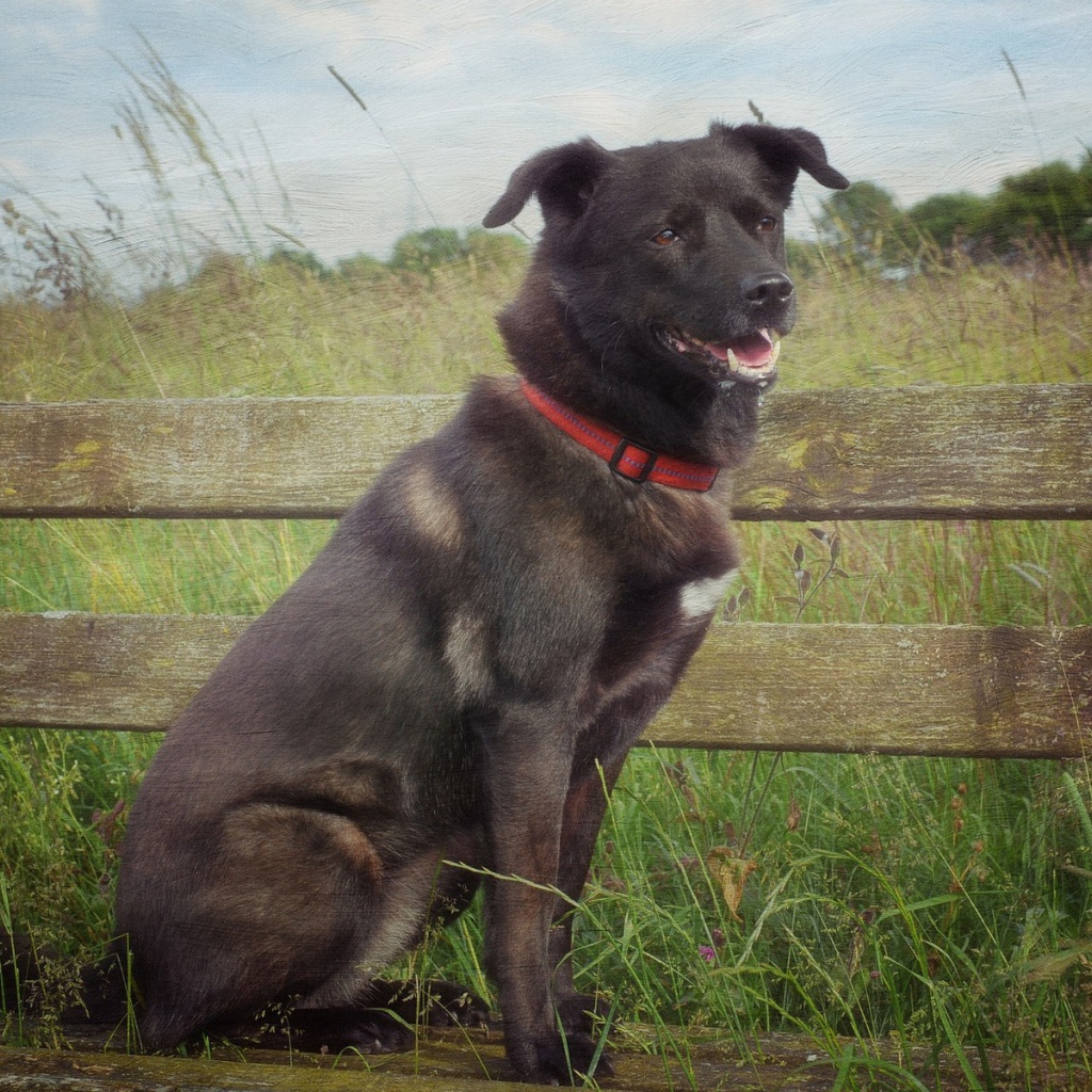 Сторожевой пес у деревянного забора