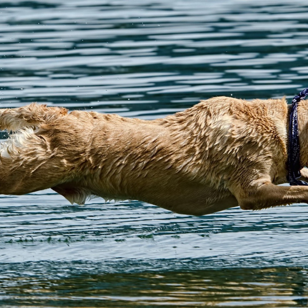 Мокрая собака над водой
