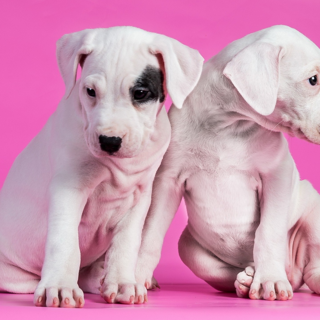 Белые щенки на розовом фоне