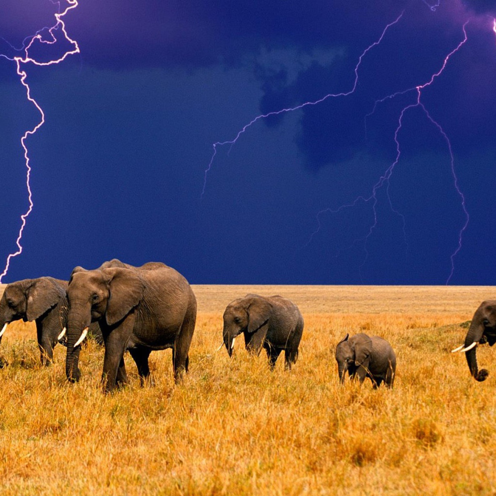 Стадо слонов на фоне грозы