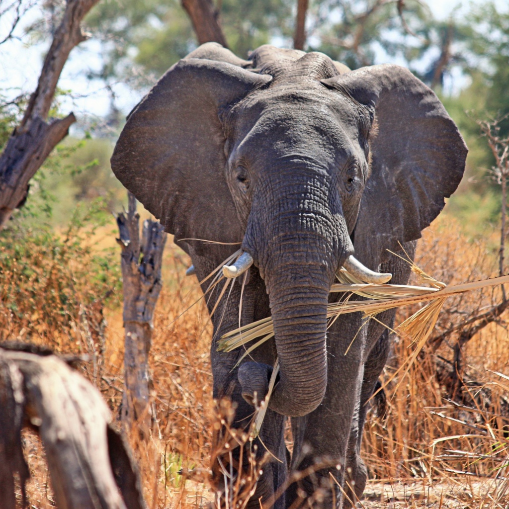 Слон держит в хоботе ветку