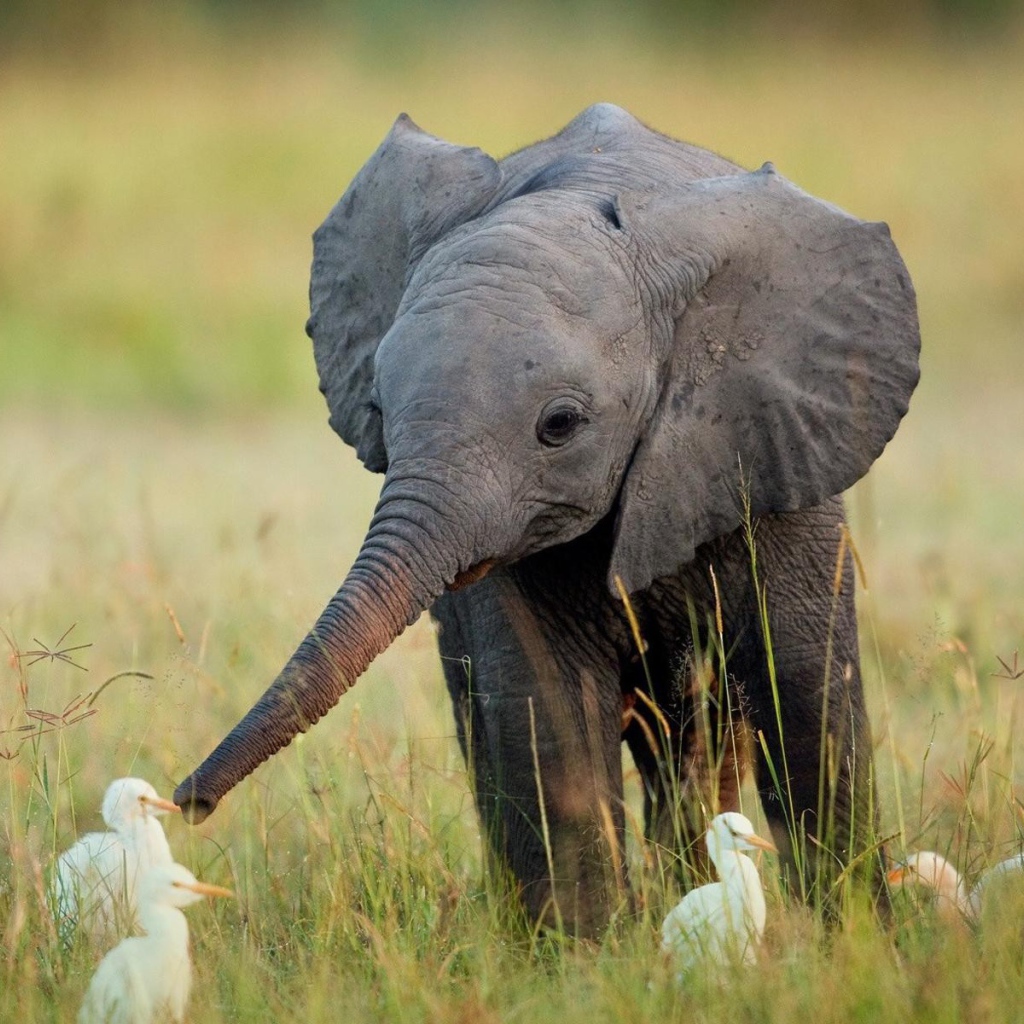 Слоненок в окружении утят