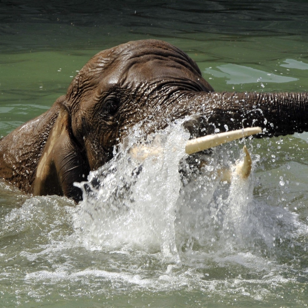 Слон плывет в воде