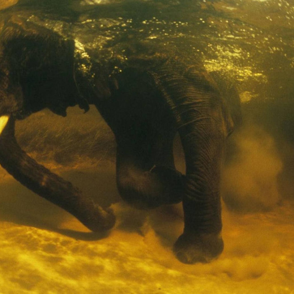 Слон под водой