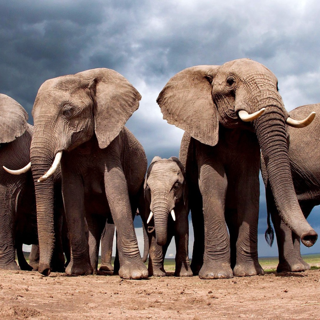 Слоны защищают слоненка