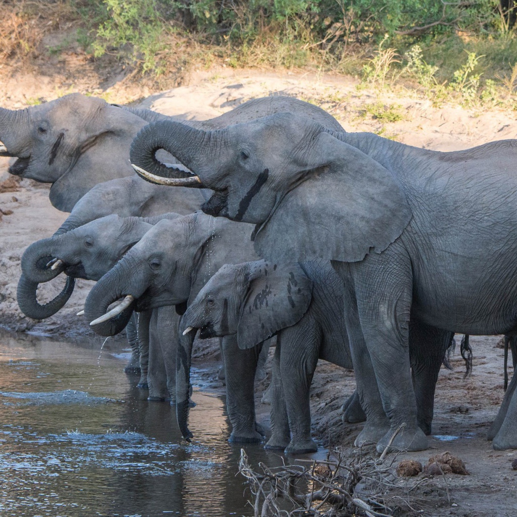 Слоны с маленькими слонятами на водопое