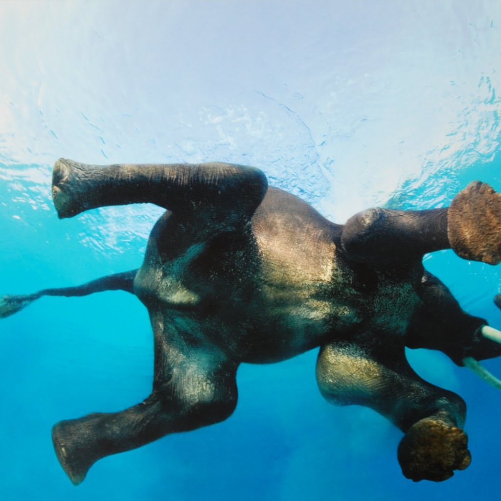 Фото слона в воде снизу