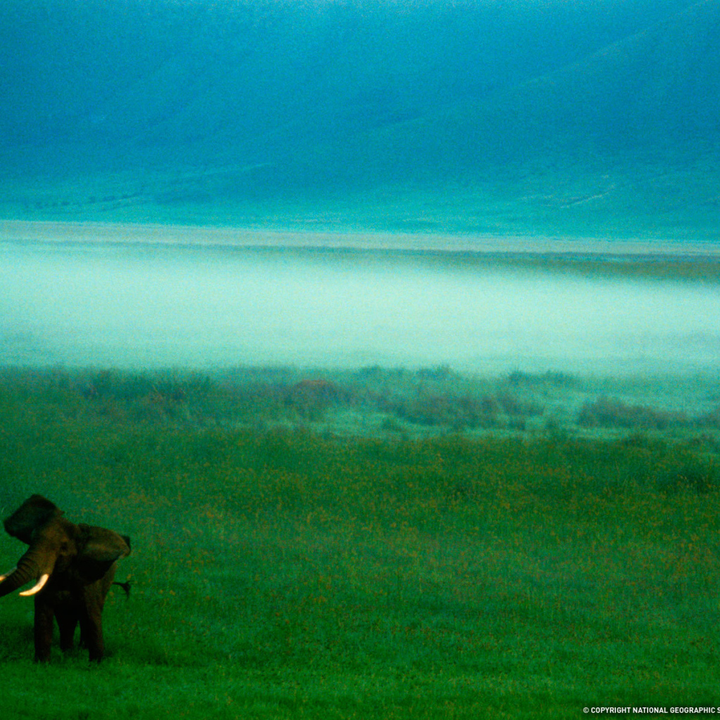 Слон в тумане