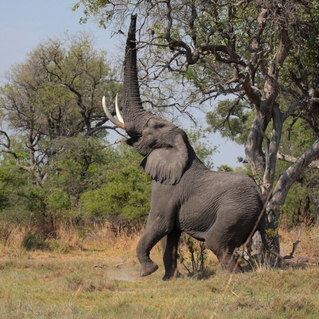 Слон поднял хобот вверх