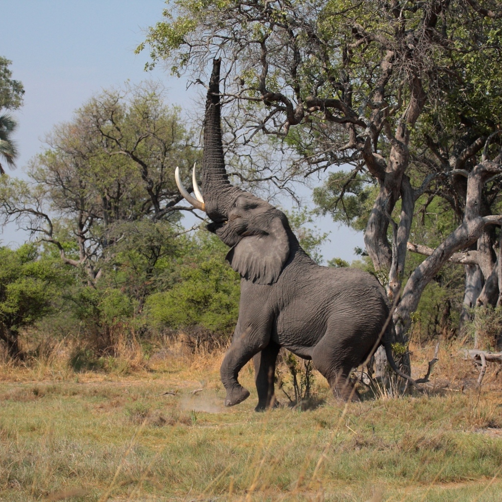 Слон высоко поднял хобот к дереву