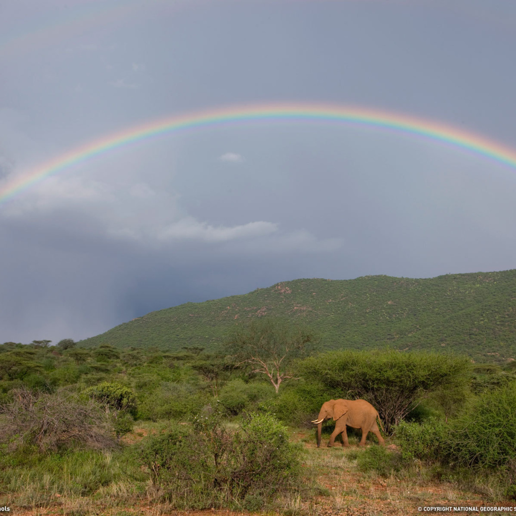 Слон под радугой