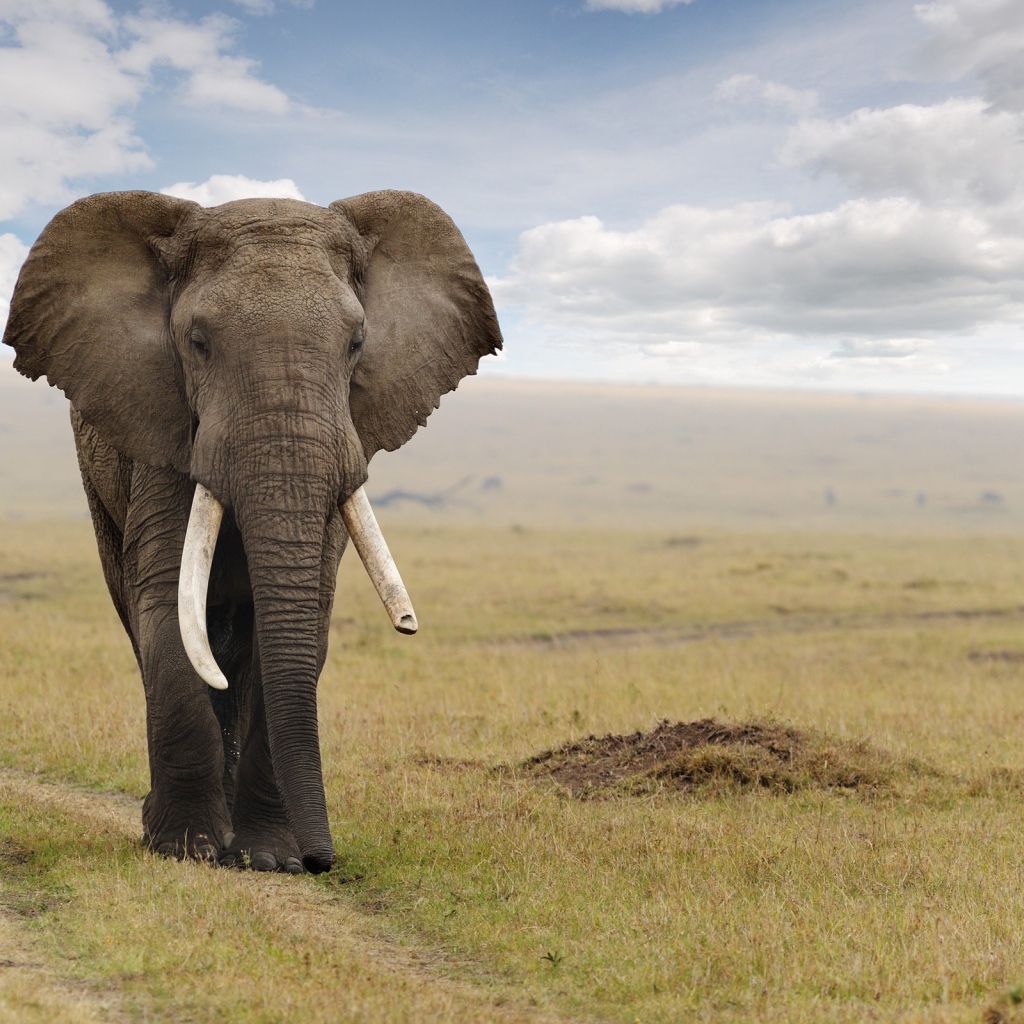 Величественный слон идет по дороге