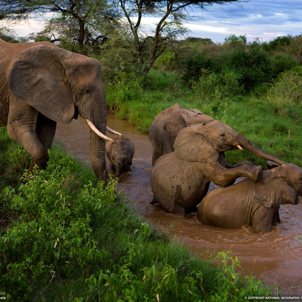 Семья слонов купается