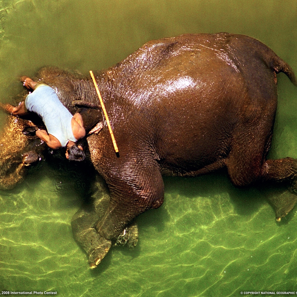 Погонщик моет слона