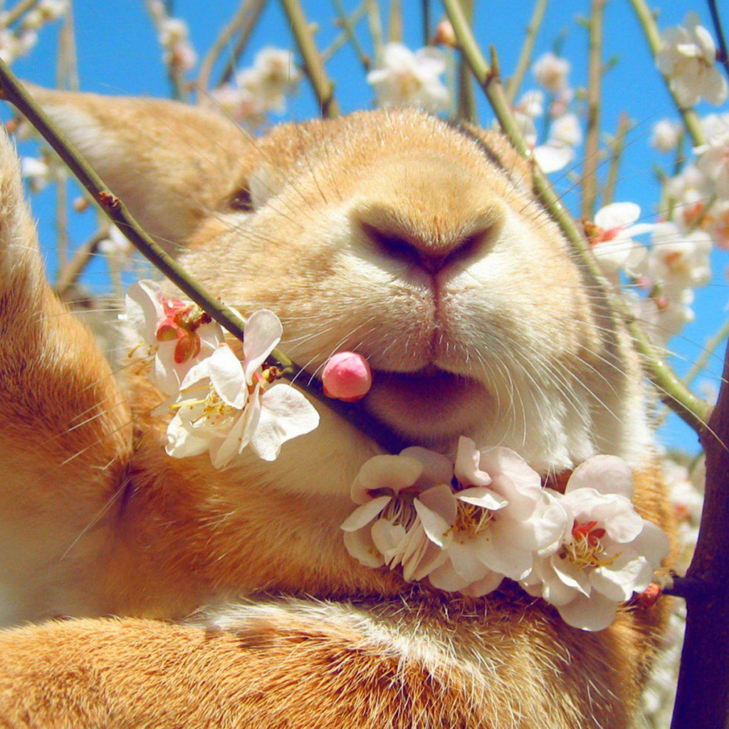 Кролик ест цветы на дереве