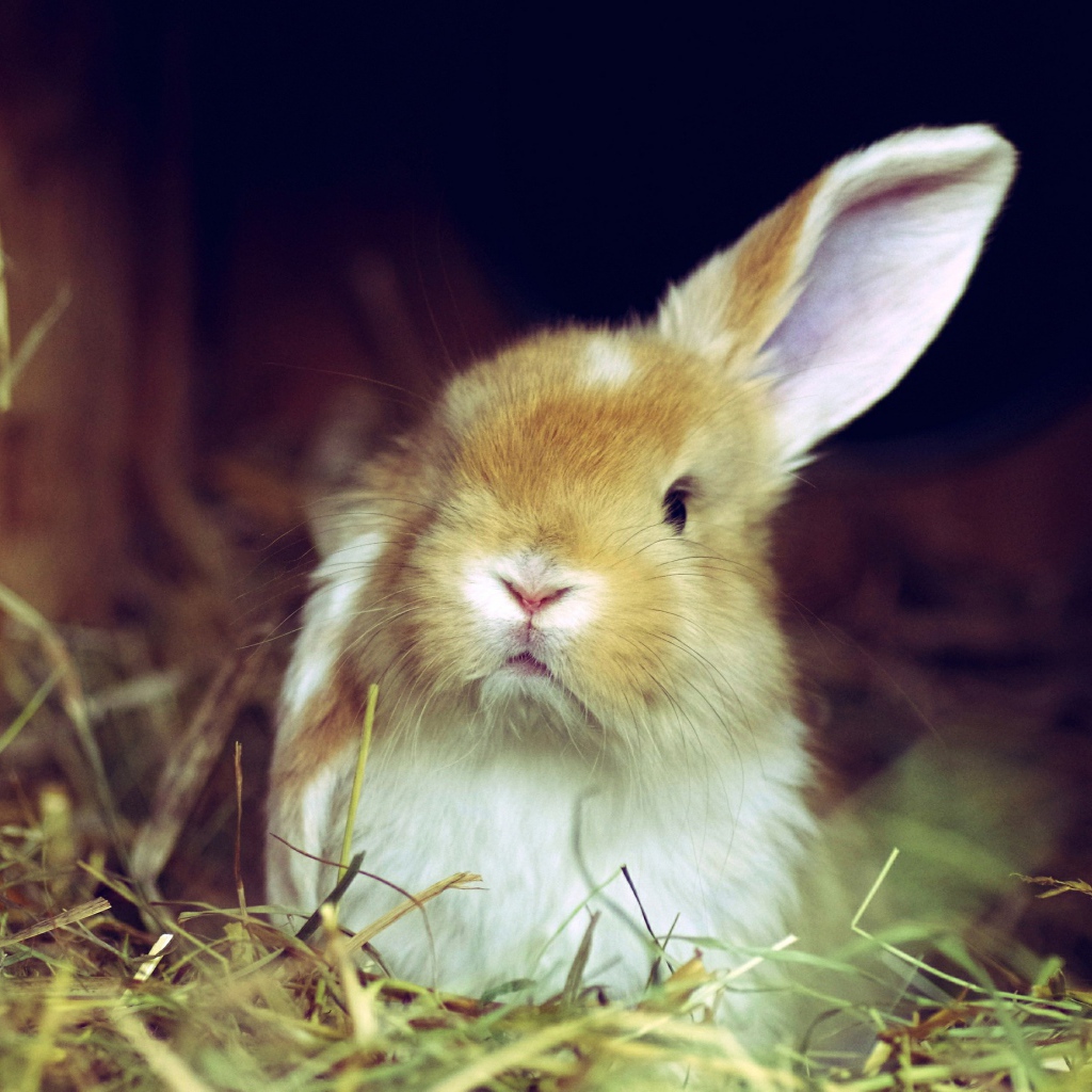 Рыжий кролик поднял одно ухо