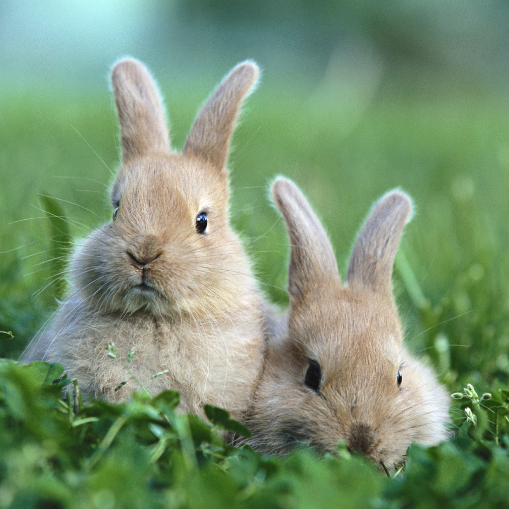 Two funny brown rabbit in the grass