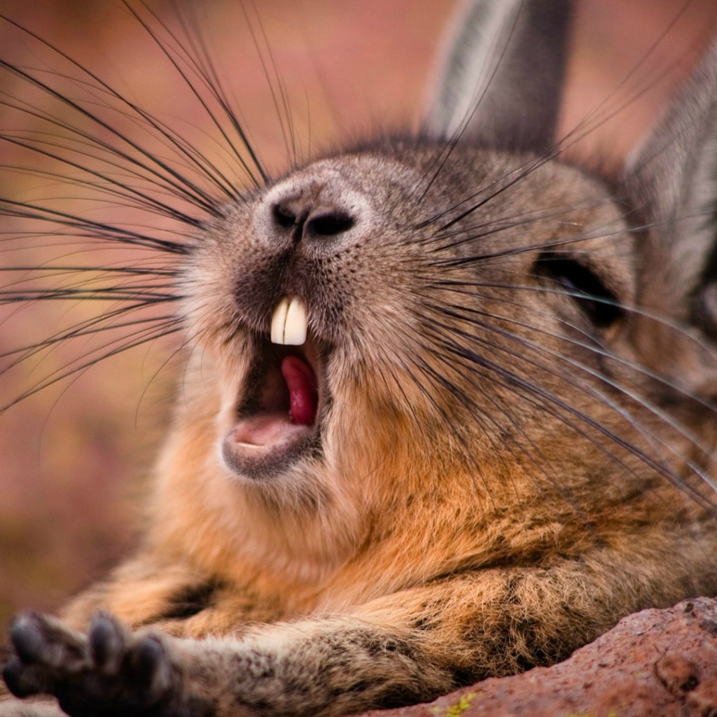 Дикий кролик зевает