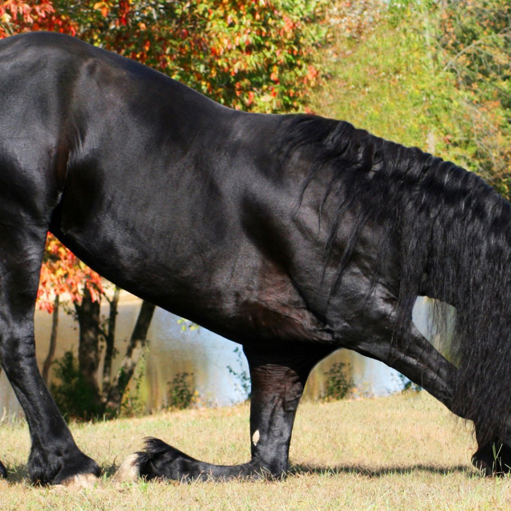Прекрасный черный конь