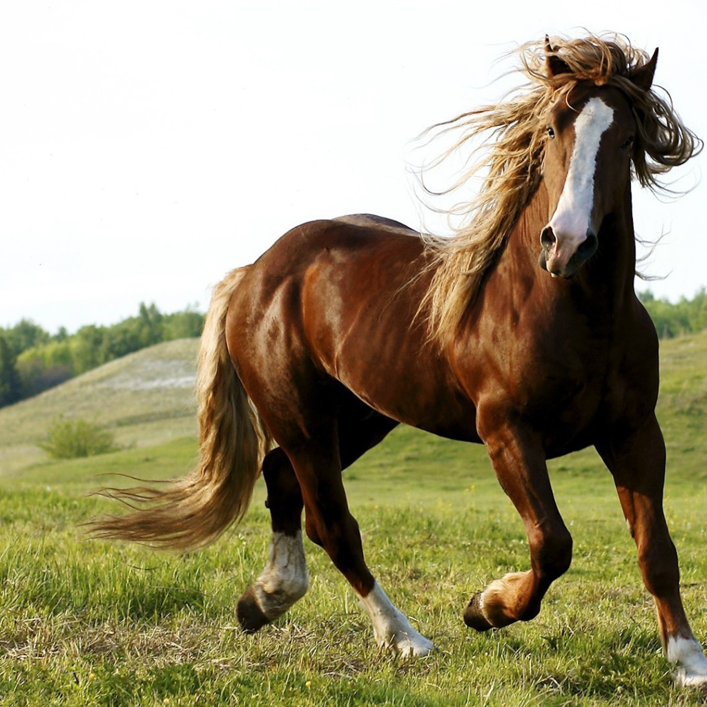 Красота и грация гнедого коня