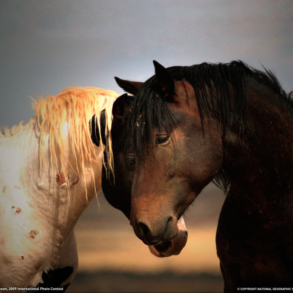 Черная и белая лошади