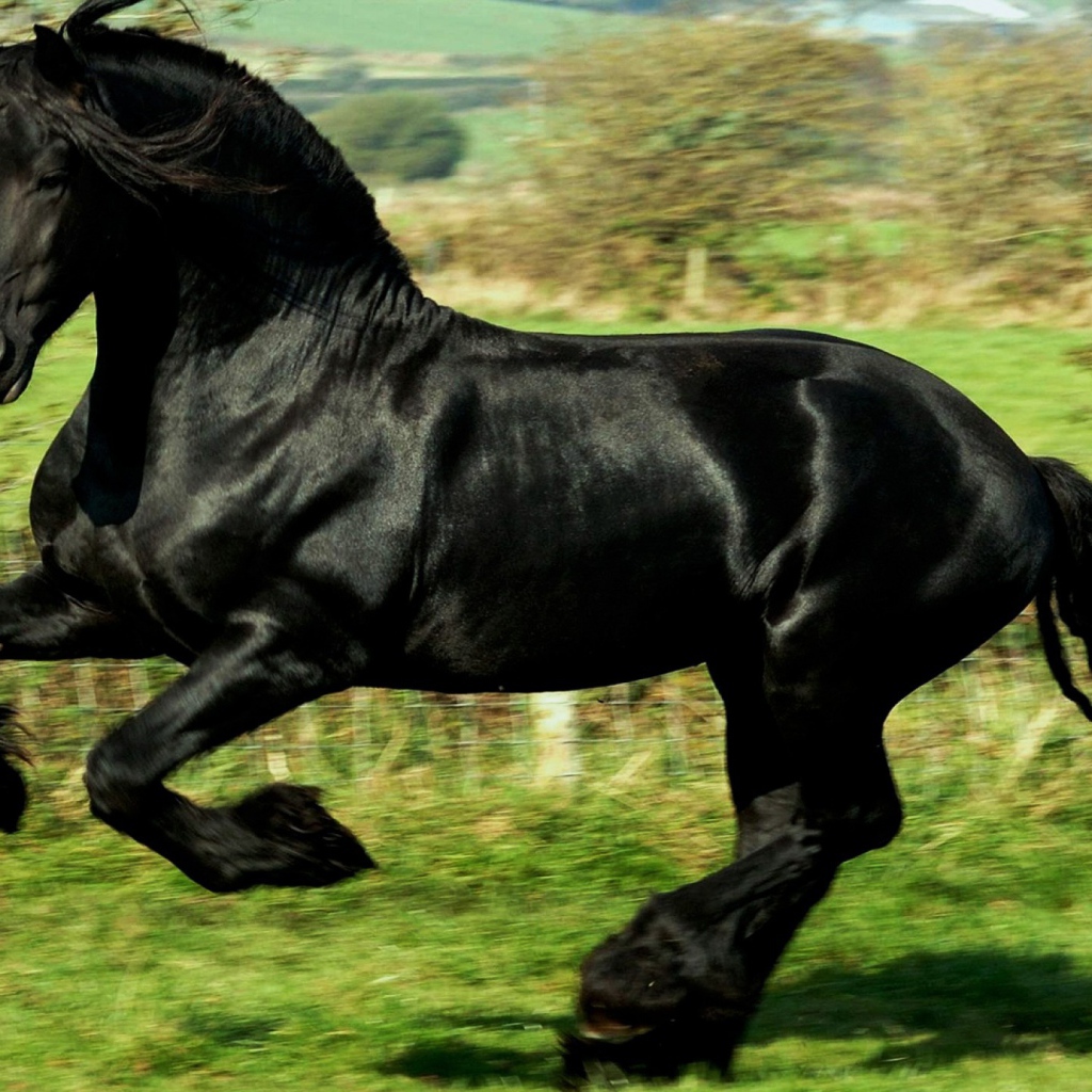 Черный как ночь конь