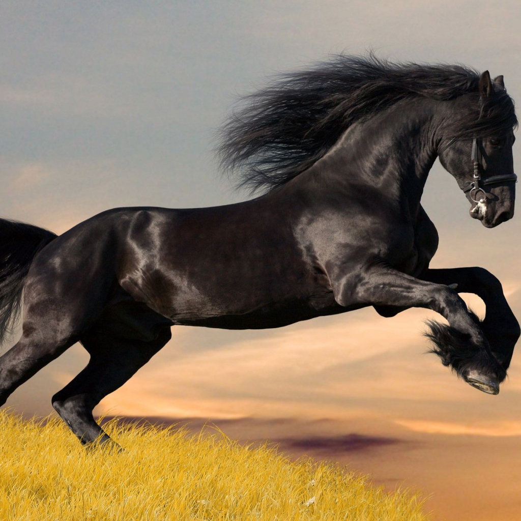Черный скакун на желтом поле