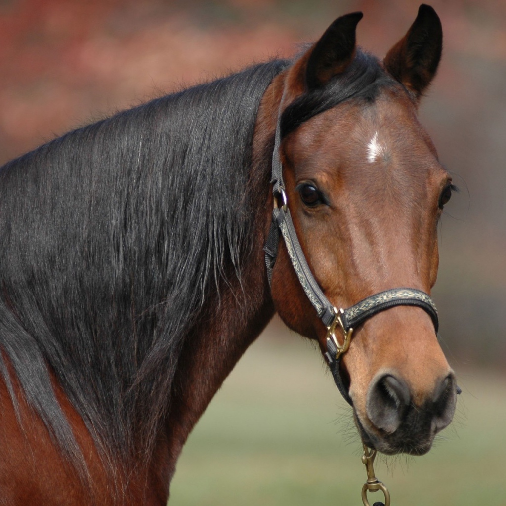 Коричневый конь с черной гривой