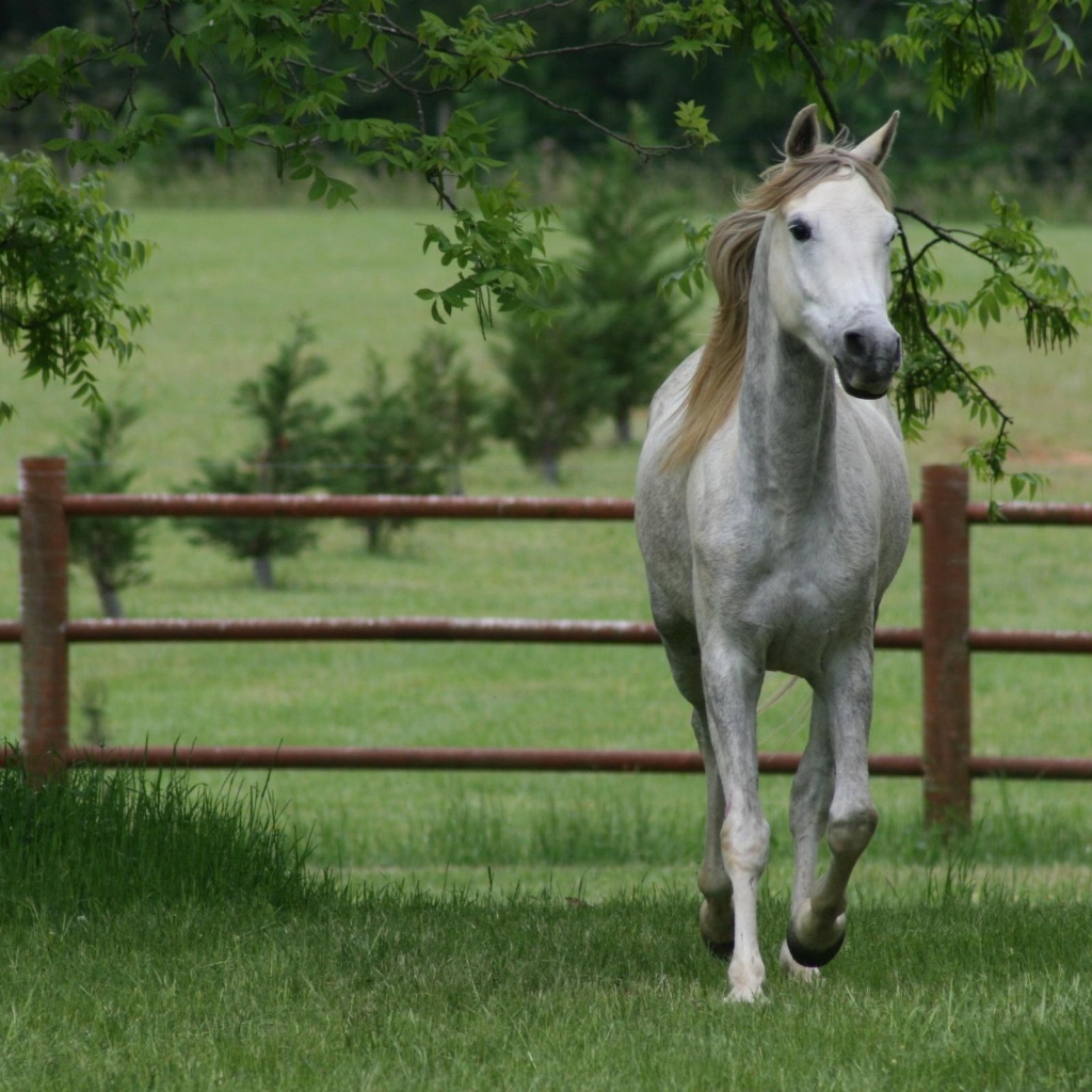 Коричневая грива белого коня