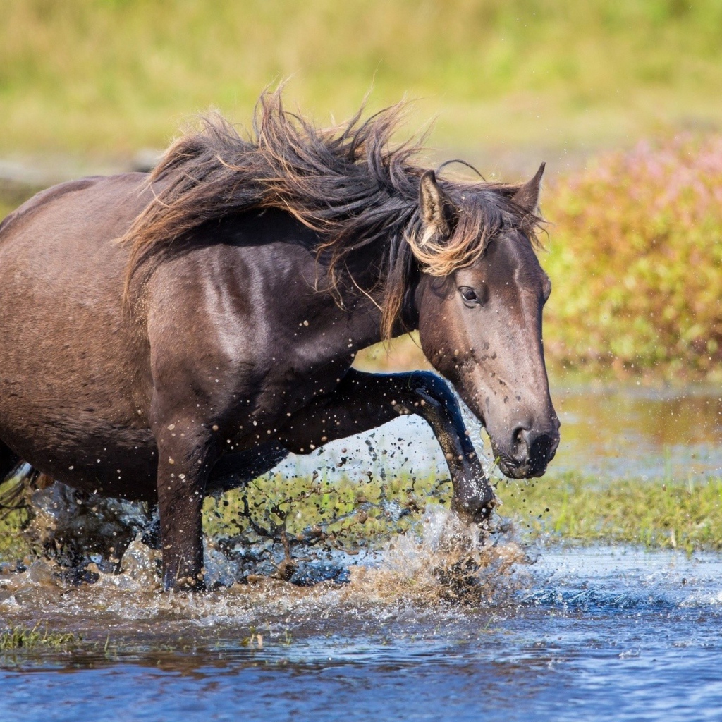 Конь пробирается через ручей