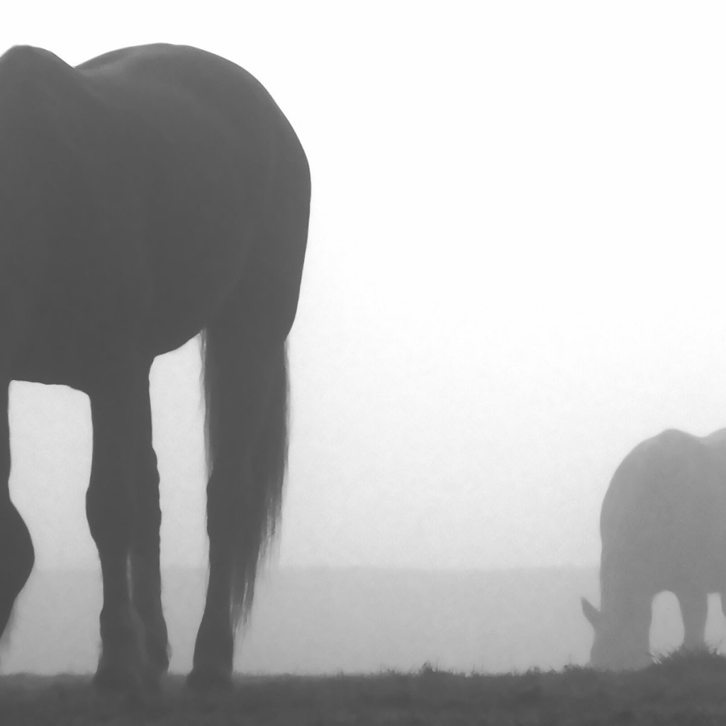 Лошади пасутся в тумане