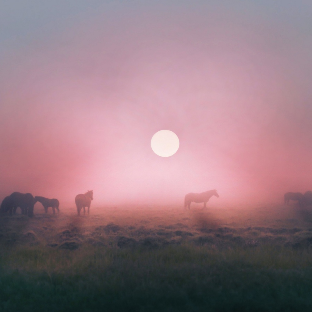 Лошади пасутся в тумане на восходе