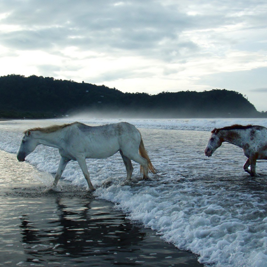 Лошади в волнах прибоя