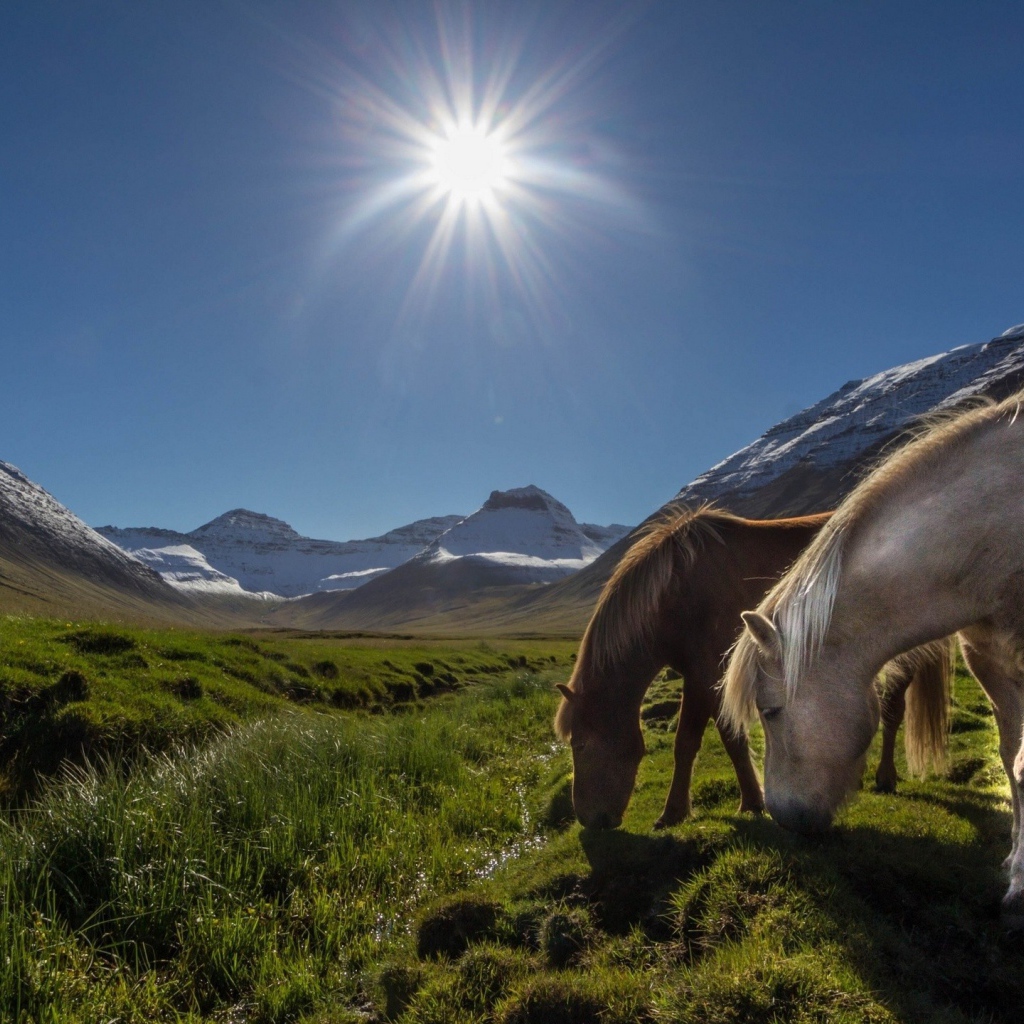 Лошади на горном пастбище