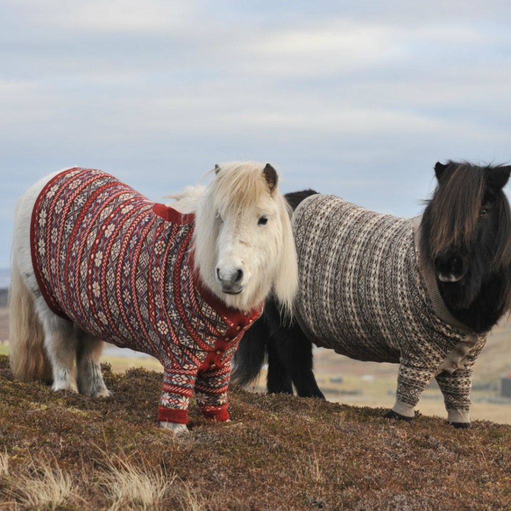 Пони в свитерах