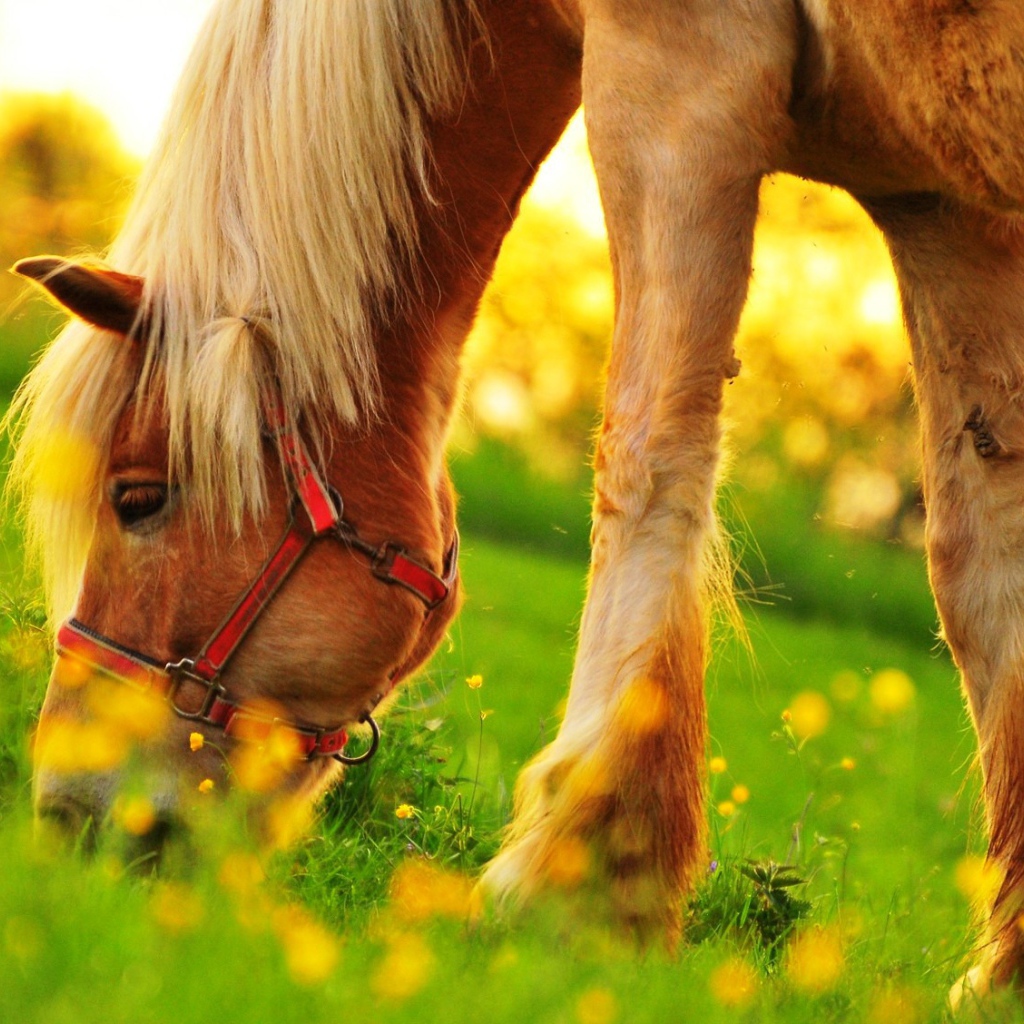 Пони пасется на зеленом поле
