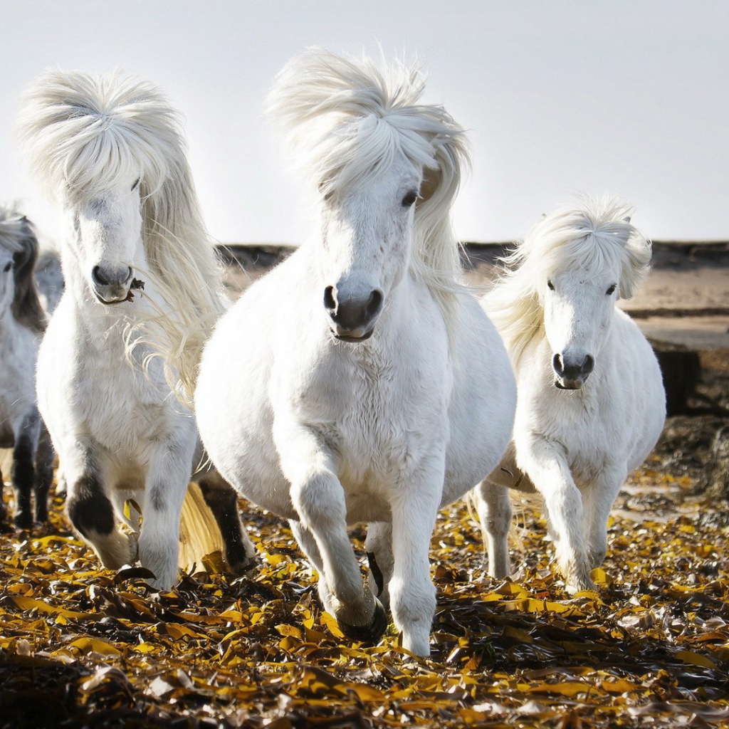 Маленькие белые лошади