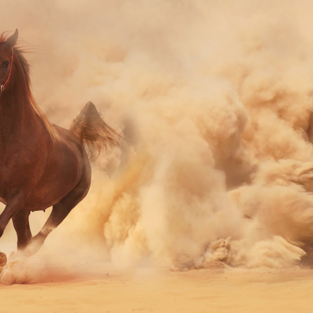 Конь выбегает из облака пыли